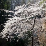 桜が咲き始めました。